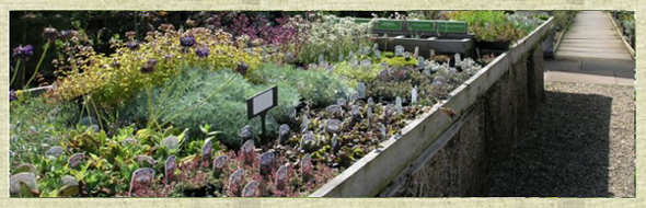 Plant selection at Goscote Nurseries