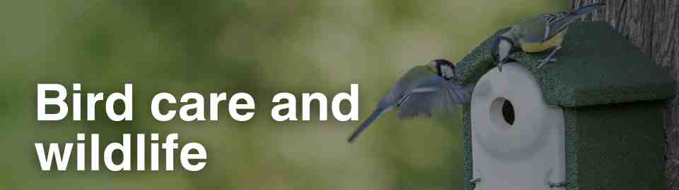 Bird care and wildlife