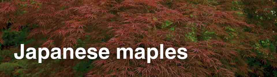 japanese maples